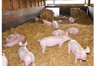 Image for La Ferme de Challonges lance sa production porcine 100% locale