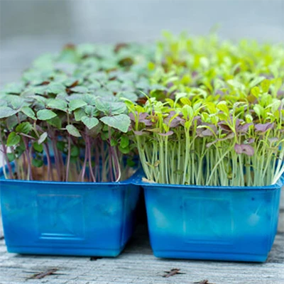 Image for Koppert Cress innove avec deux nouvelles cress 