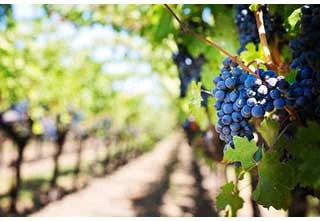 Image for Vins Duvernay : de l’Art du Vin à l’œnotourisme