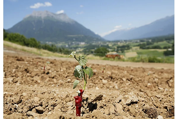 Image for Philippe Grisard replante des cépages alpins oubliés
