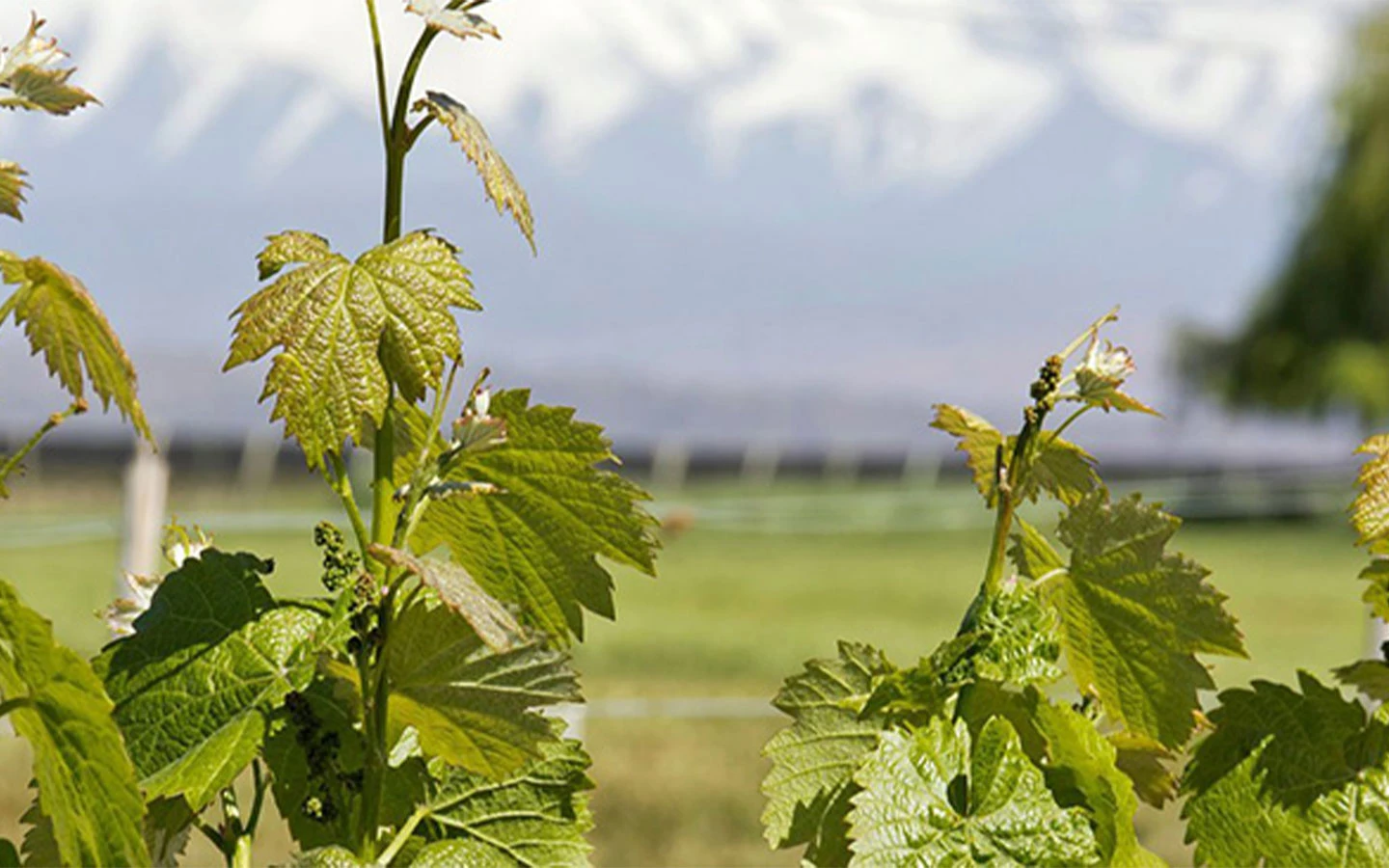 Image for Le Verre Gourmand obtient la Certification Biologique