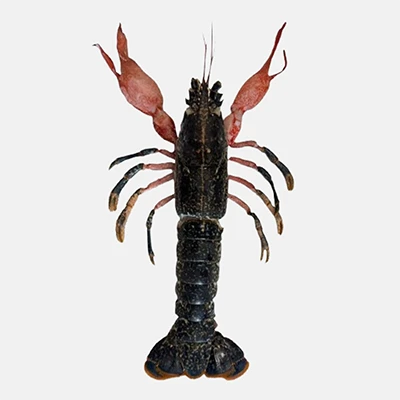 Image for Le Homard cryogénisé Reynaud fait rimer innovation et gastronomie 
